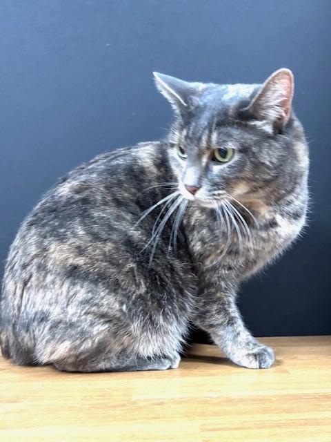 Enlarge Tina Louise, an adopted Domestic Short Hair in Hawk Point, MO image 3/4