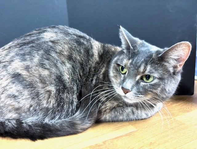 Enlarge Tina Louise, an adopted Domestic Short Hair in Hawk Point, MO image 1/4