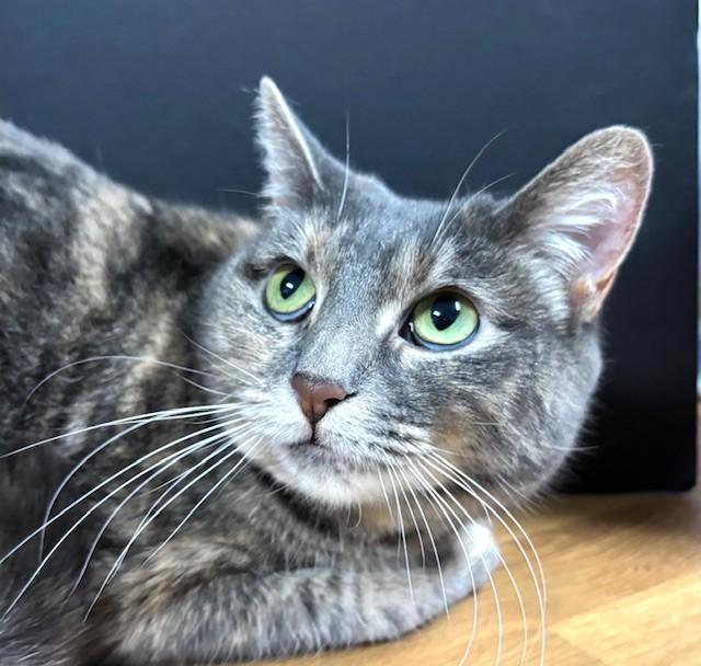 Enlarge Tina Louise, an adopted Domestic Short Hair in Hawk Point, MO image 4/4