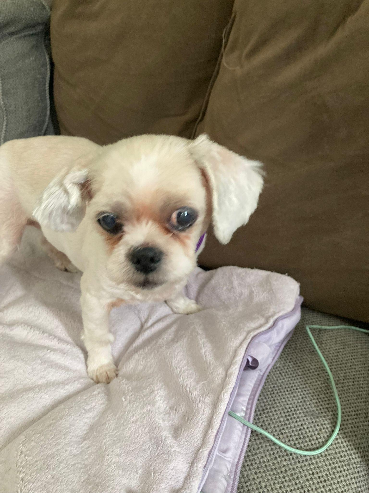 Sweetie, an adoptable Pekingese in Lauderhill, FL, 33351 | Photo Image 1