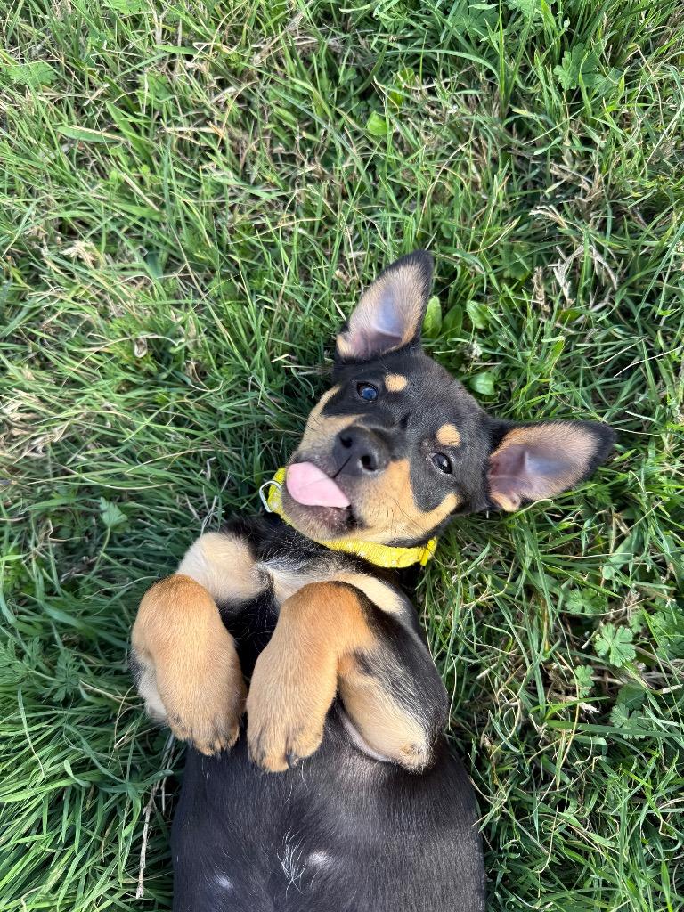 Enlarge Timon, a Adoptable mixed breed in College Station, TX image 2/6