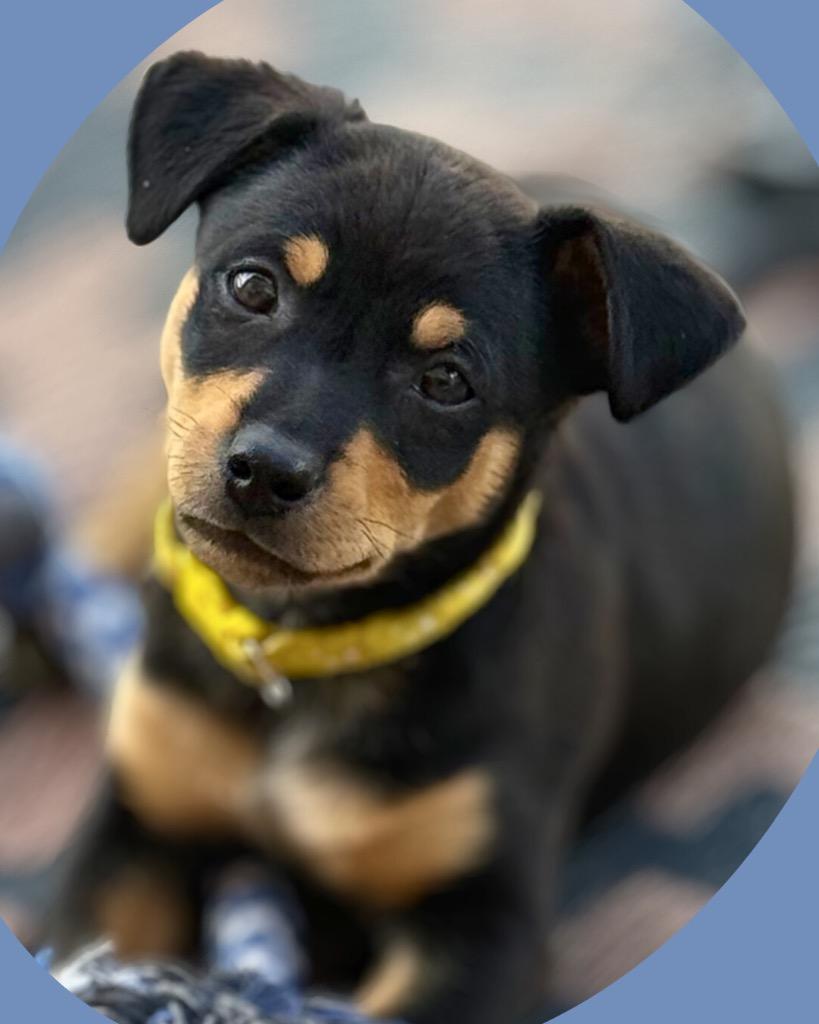 Enlarge Timon, a Adoptable mixed breed in College Station, TX image 3/6