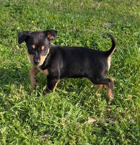 Enlarge Timon, a Adoptable mixed breed in College Station, TX image 4/6