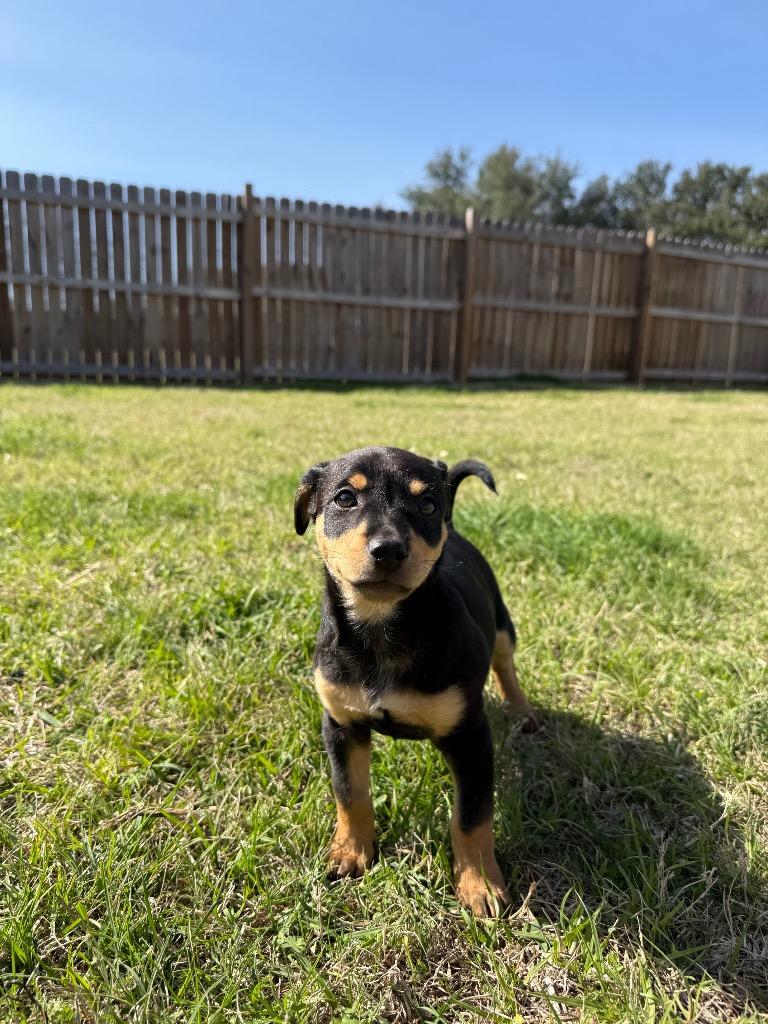 Enlarge Timon, a Adoptable mixed breed in College Station, TX image 5/6