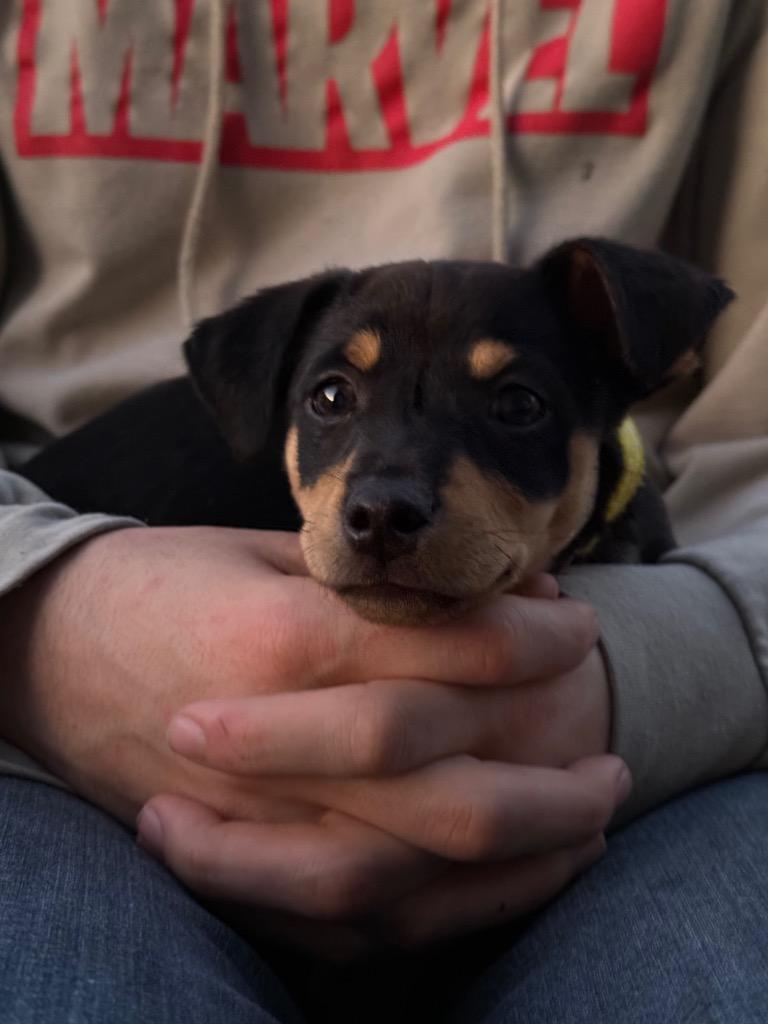 Enlarge Timon, a Adoptable mixed breed in College Station, TX image 6/6