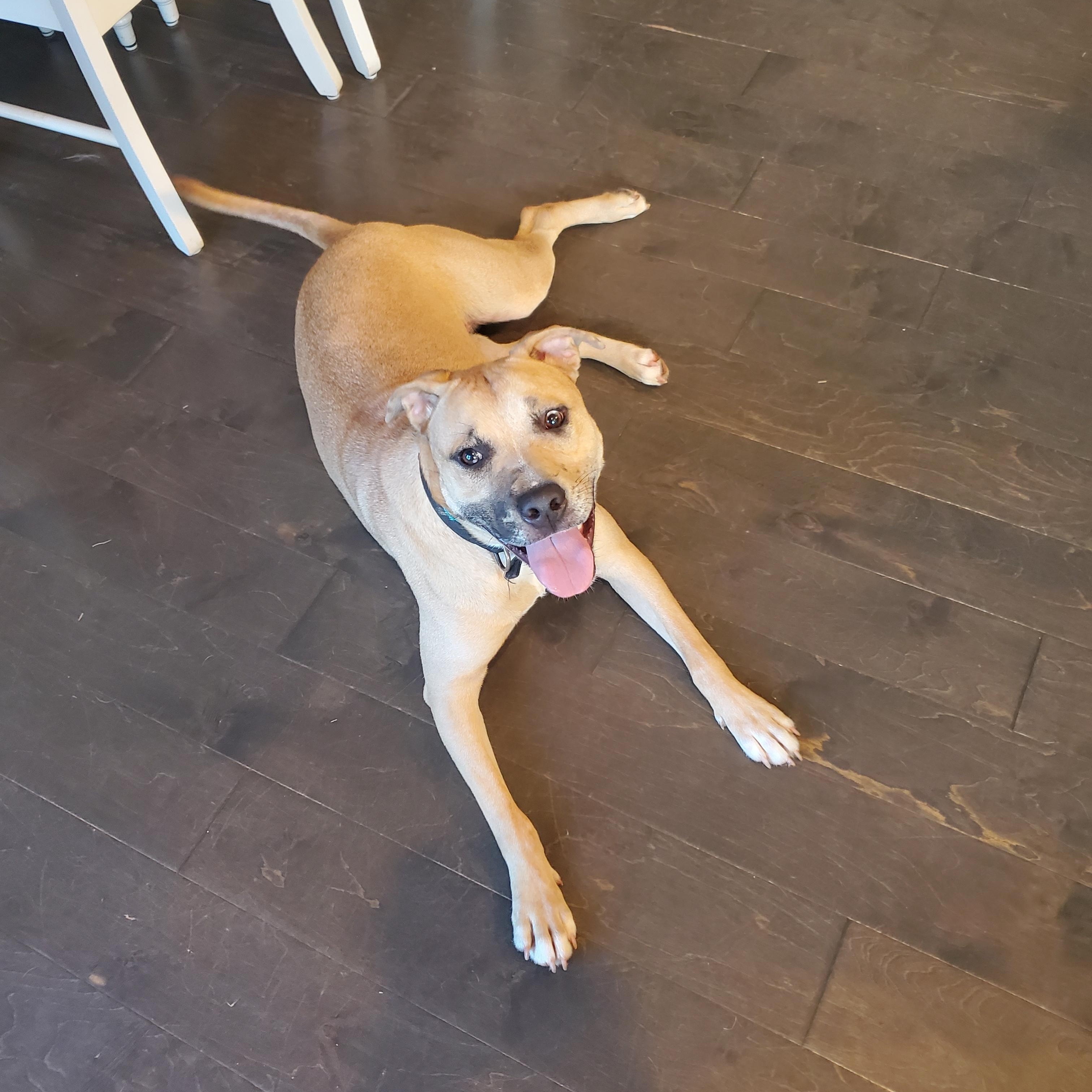Poppi, a Adoptable mixed breed in Auburn, GA image 1/5