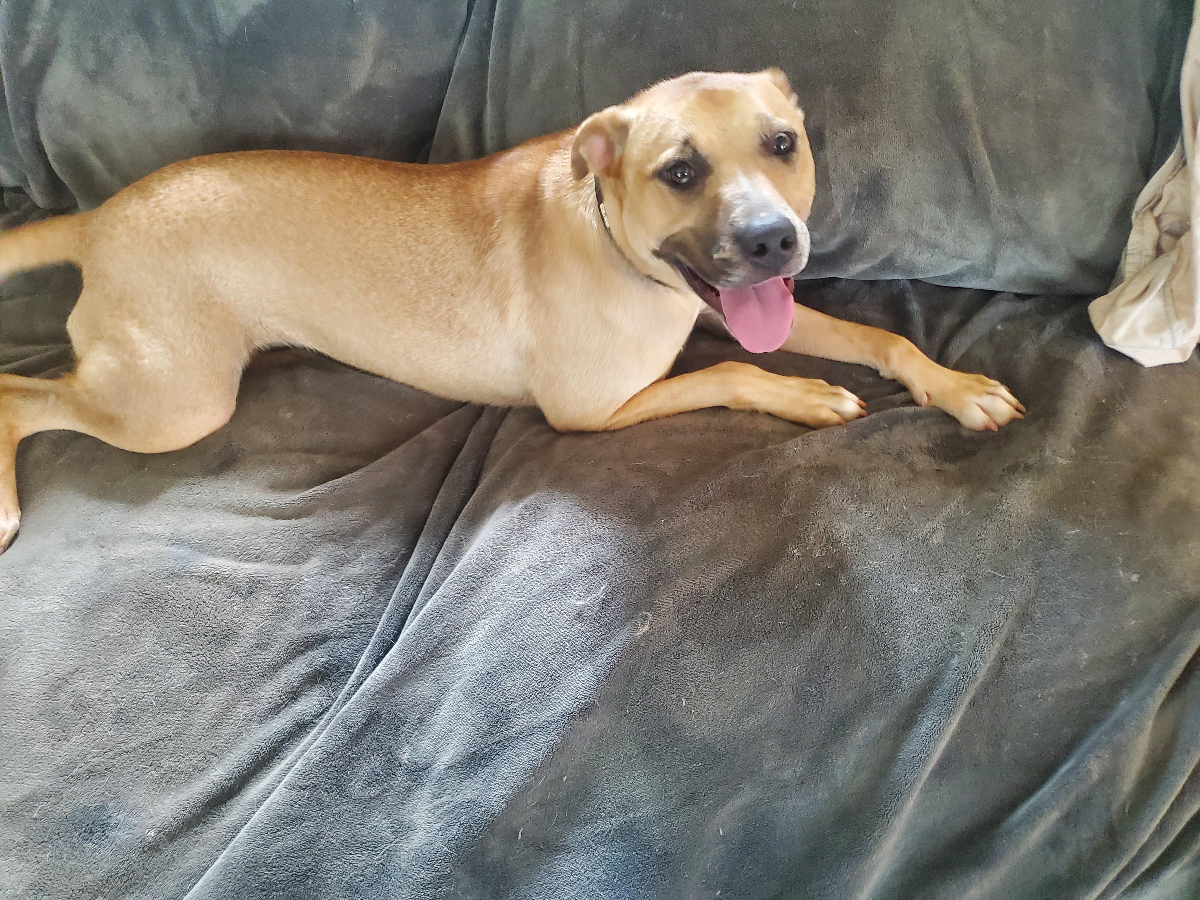 Poppi, a Adoptable mixed breed in Auburn, GA image 2/5