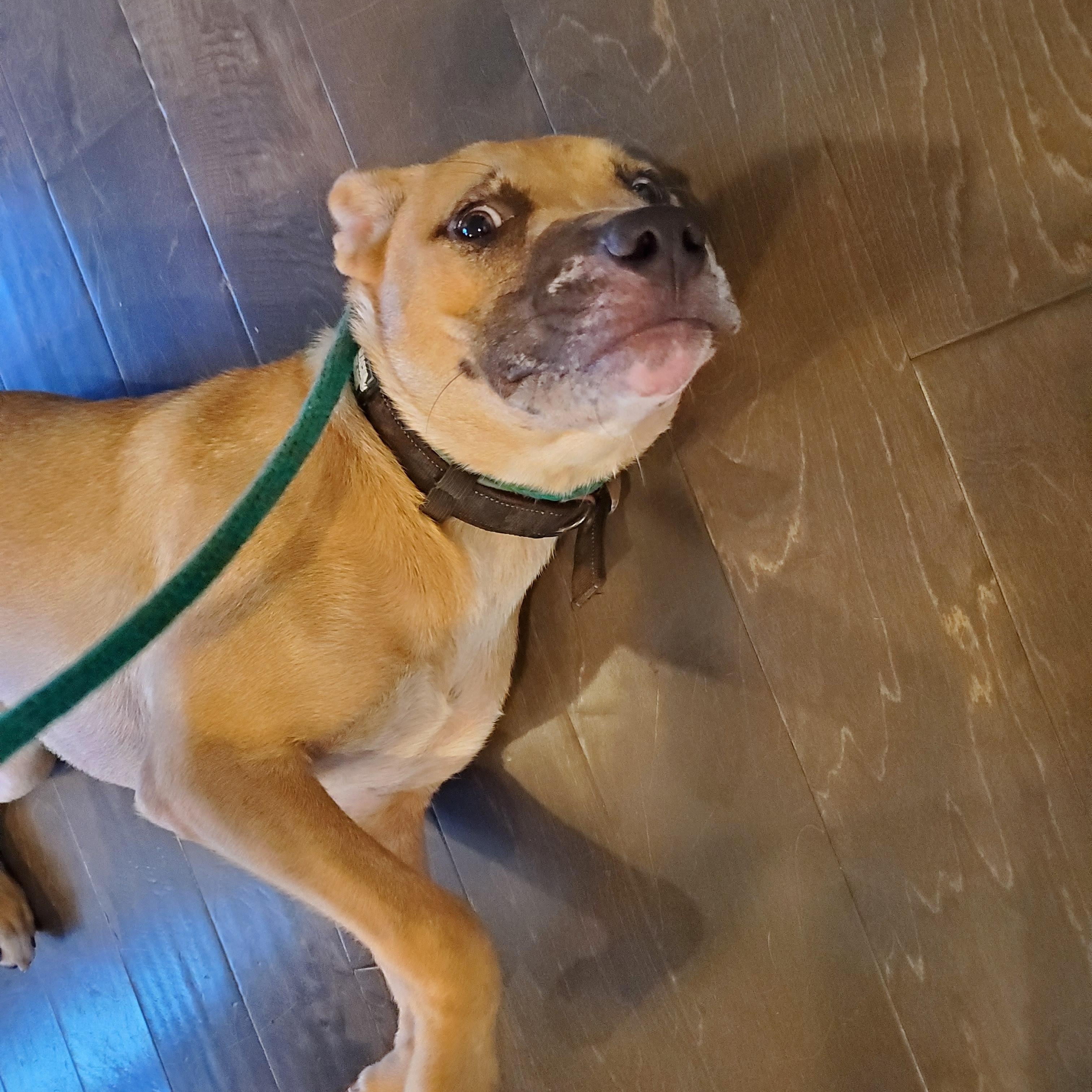 Poppi, a Adoptable mixed breed in Auburn, GA image 2/4