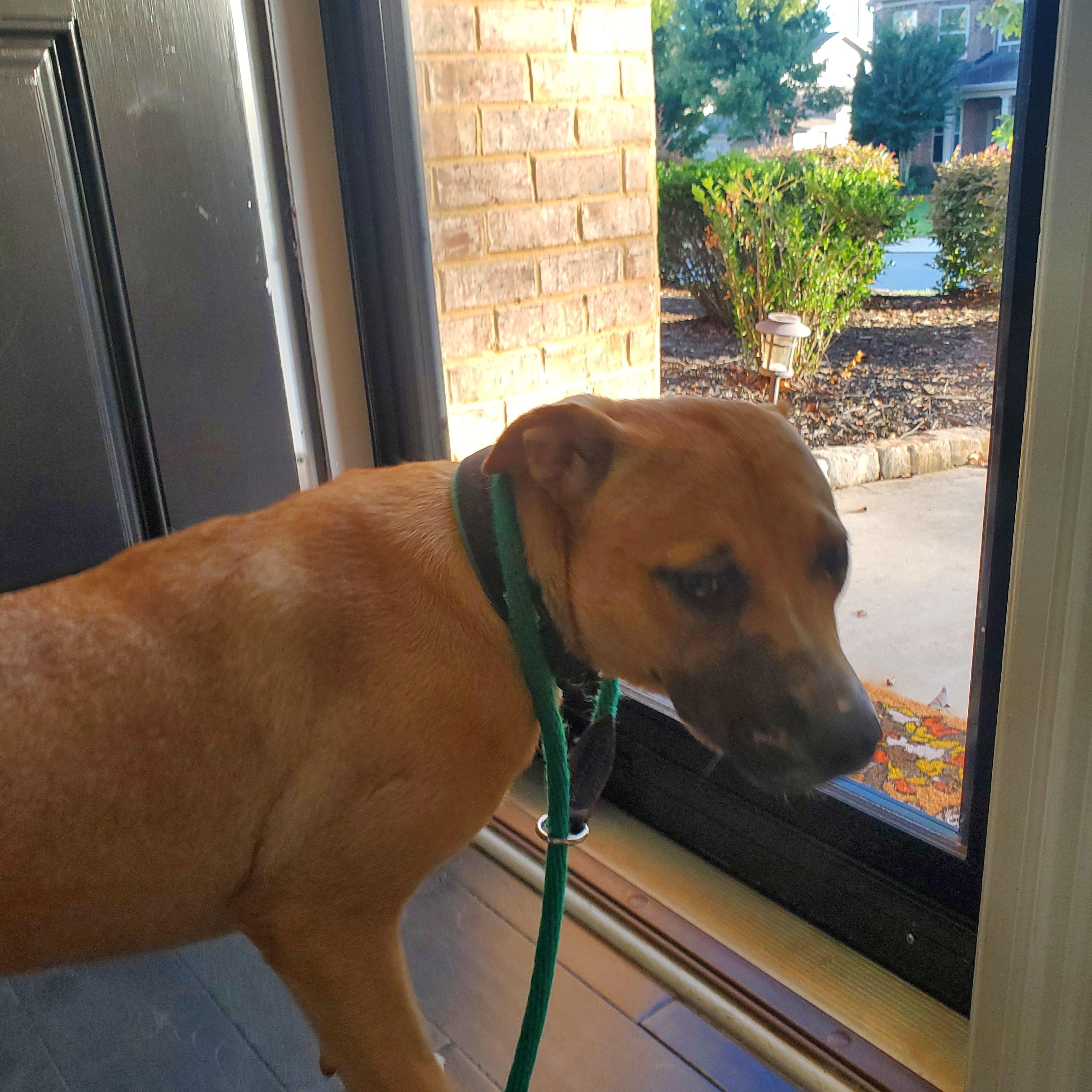 Poppi, a Adoptable mixed breed in Auburn, GA image 1/4