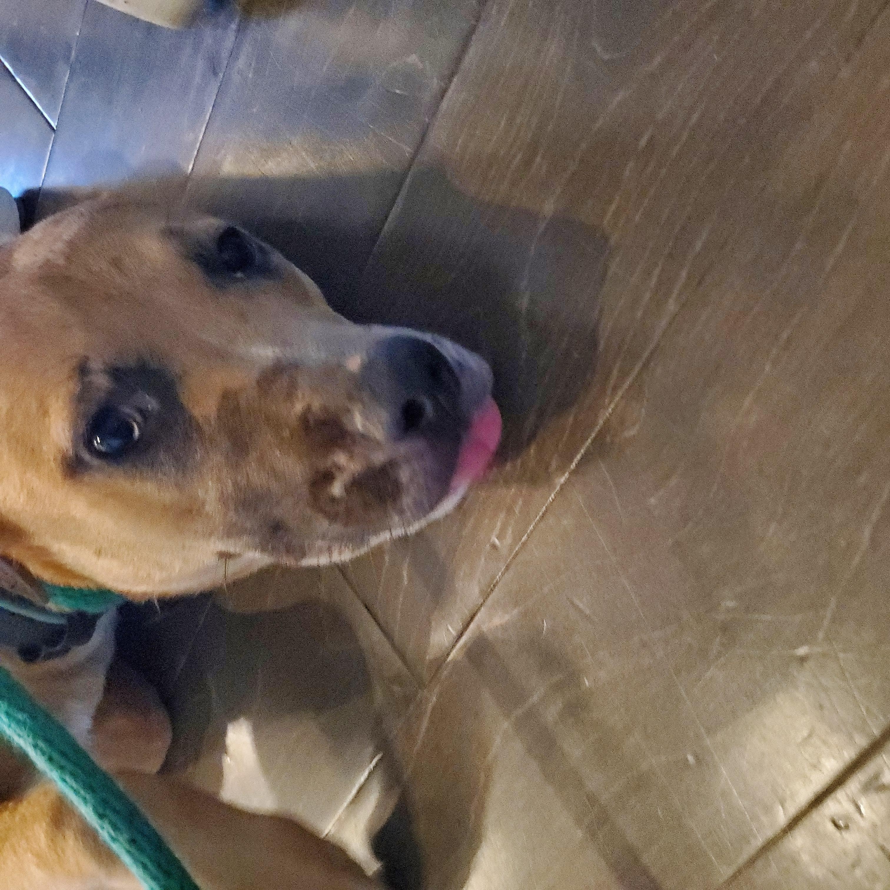 Poppi, a Adoptable mixed breed in Auburn, GA image 4/4