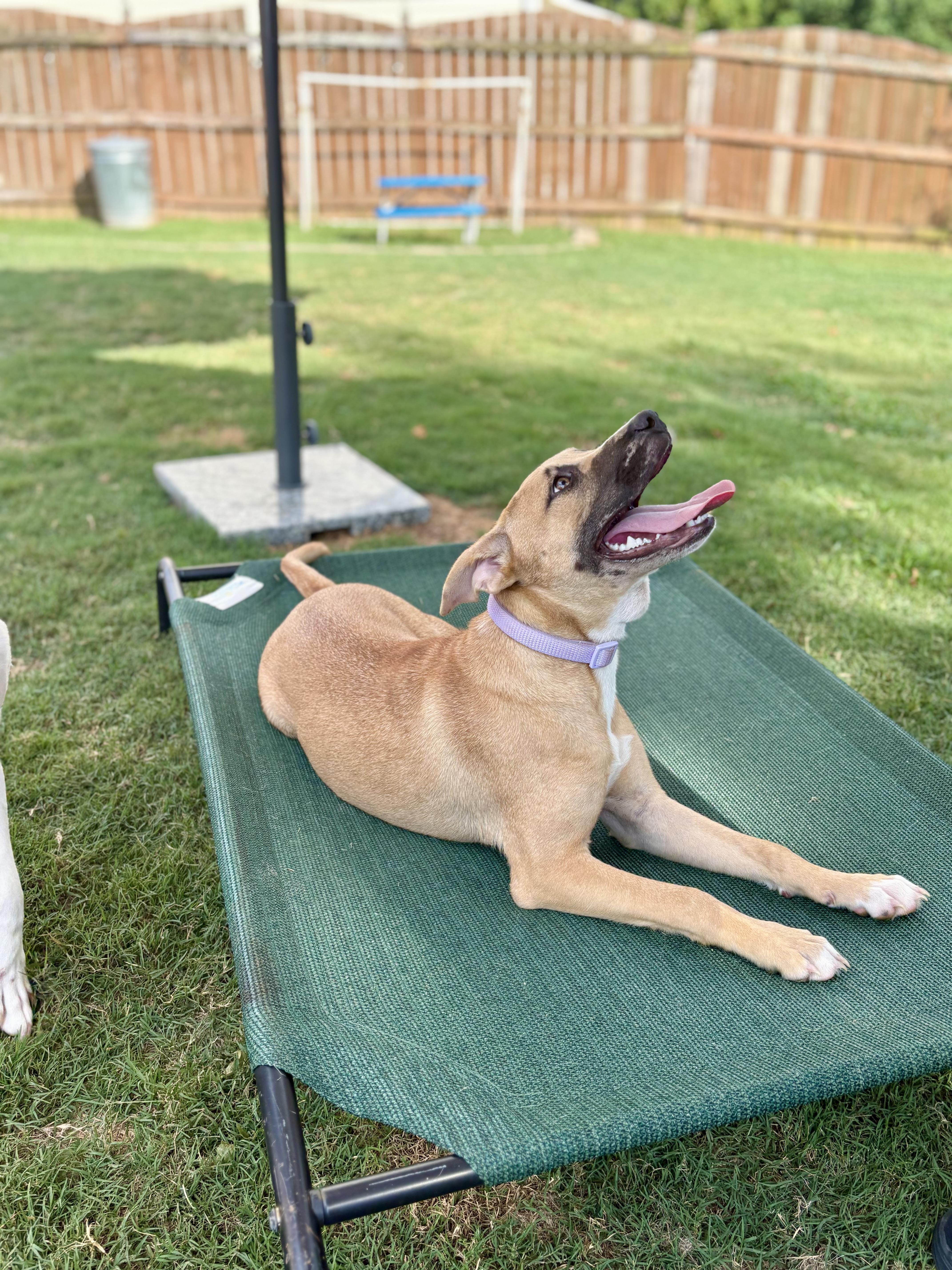 Poppi, a Adoptable mixed breed in Auburn, GA image 3/4
