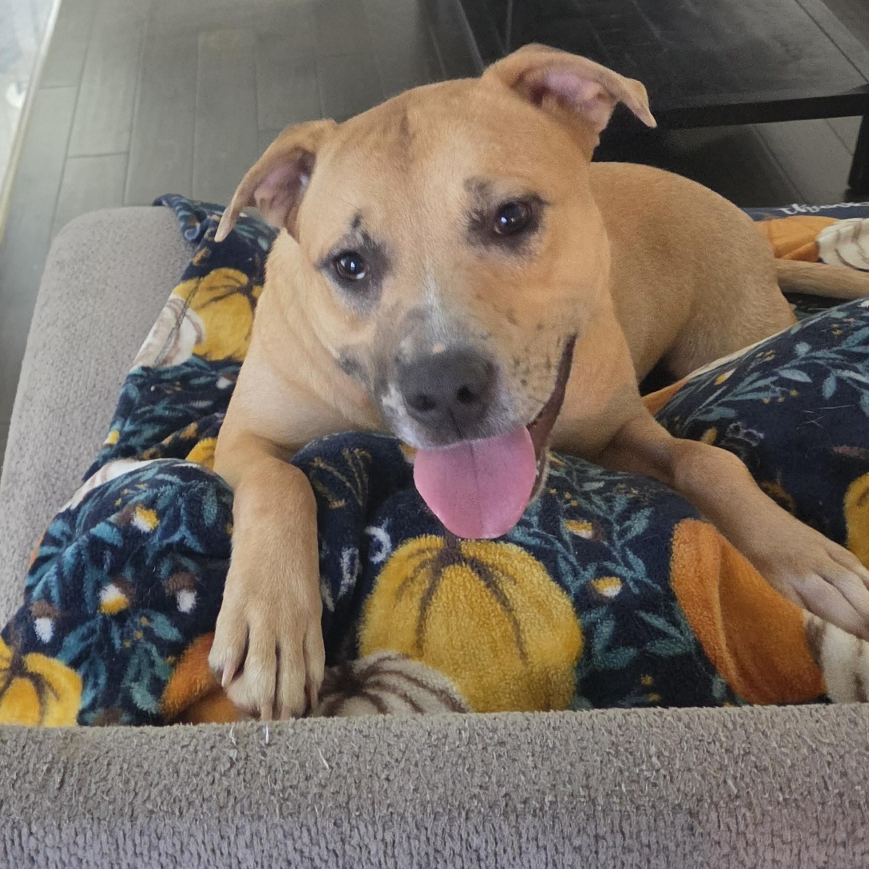 Poppi, Adoptable, Adult Female Labrador Retriever.