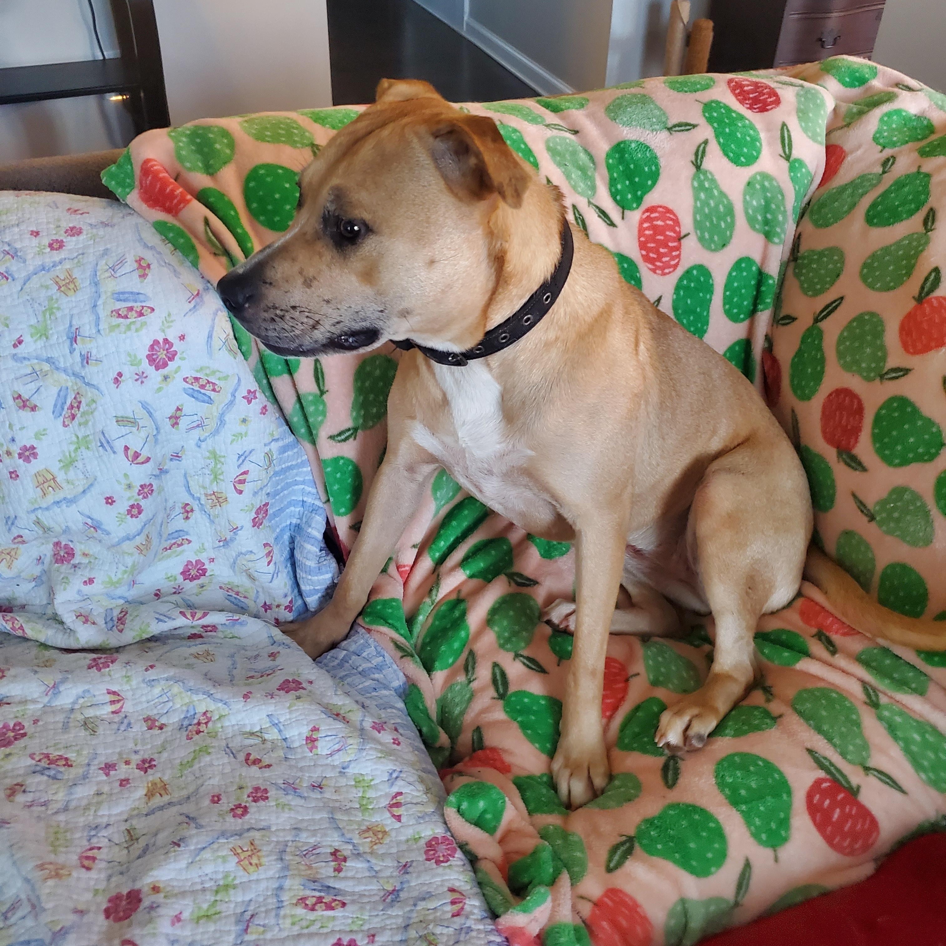 Poppi, a Adoptable mixed breed in Auburn, GA image 3/5