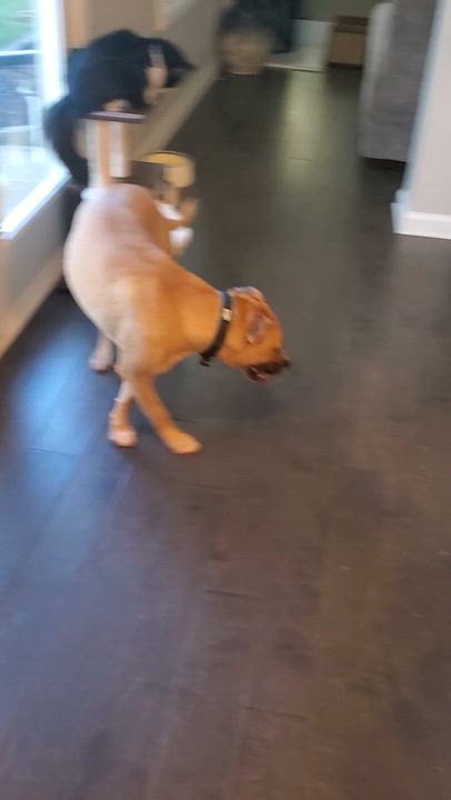 Enlarge Poppi, a Adoptable mixed breed in Auburn, GA video 4/5