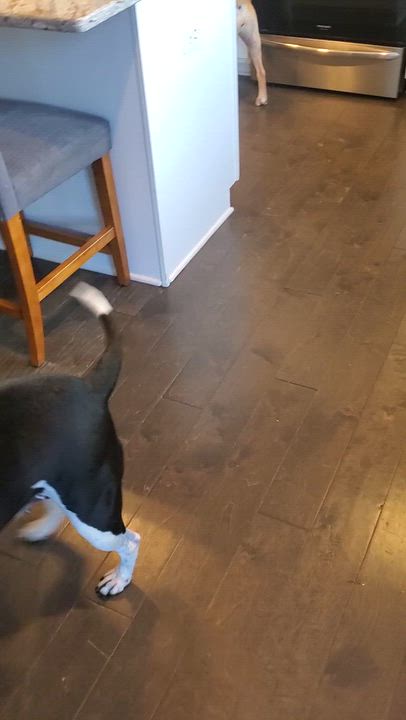 Enlarge Poppi, a Adoptable mixed breed in Auburn, GA video 5/5