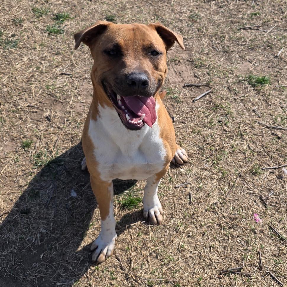 Marshall, Adoptable, Young Male Boxer & Mixed Breed.