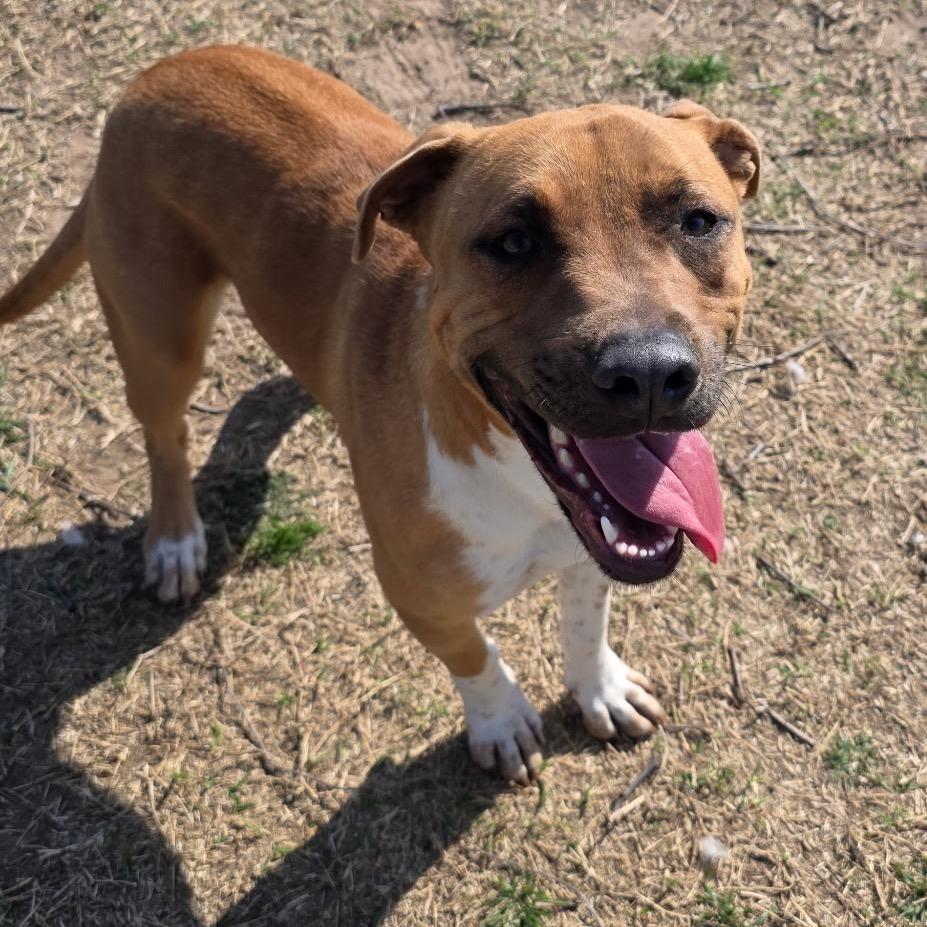 Enlarge Marshall, a Adoptable mixed breed in Norman, OK image 2/4