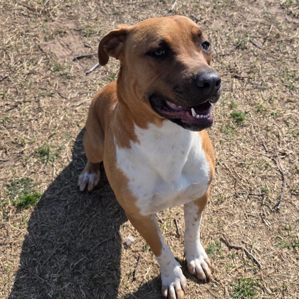 Enlarge Marshall, a Adoptable mixed breed in Norman, OK image 4/4