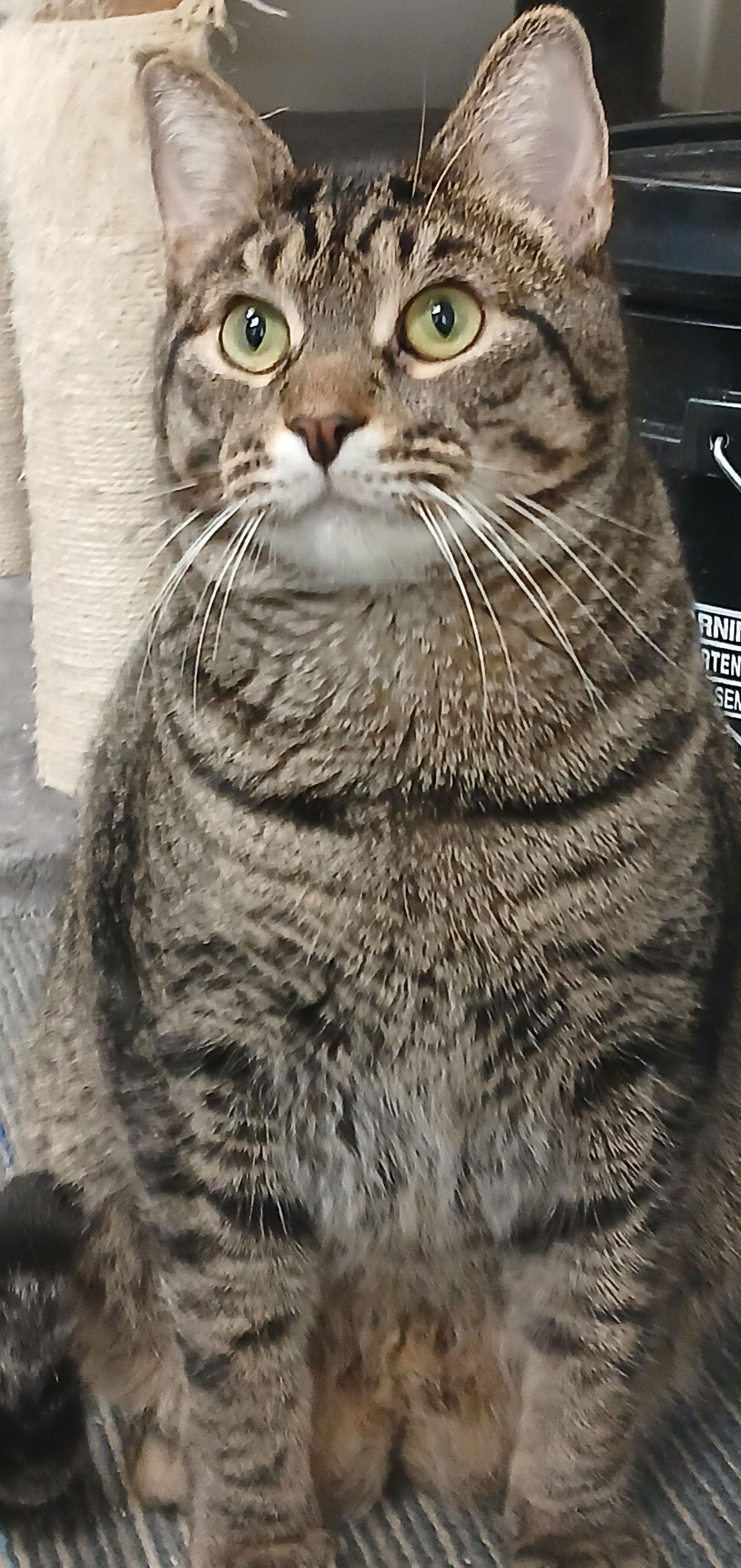 Ziti, a Adoptable Domestic Short Hair image 2/3