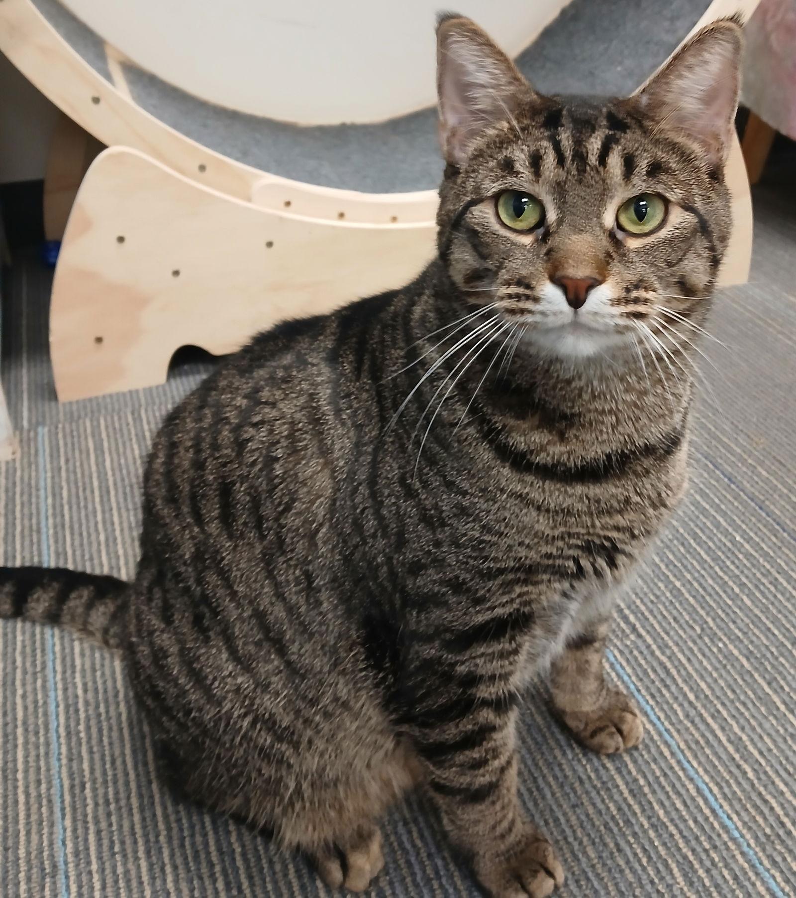 Ziti, a Adoptable Domestic Short Hair image 3/3