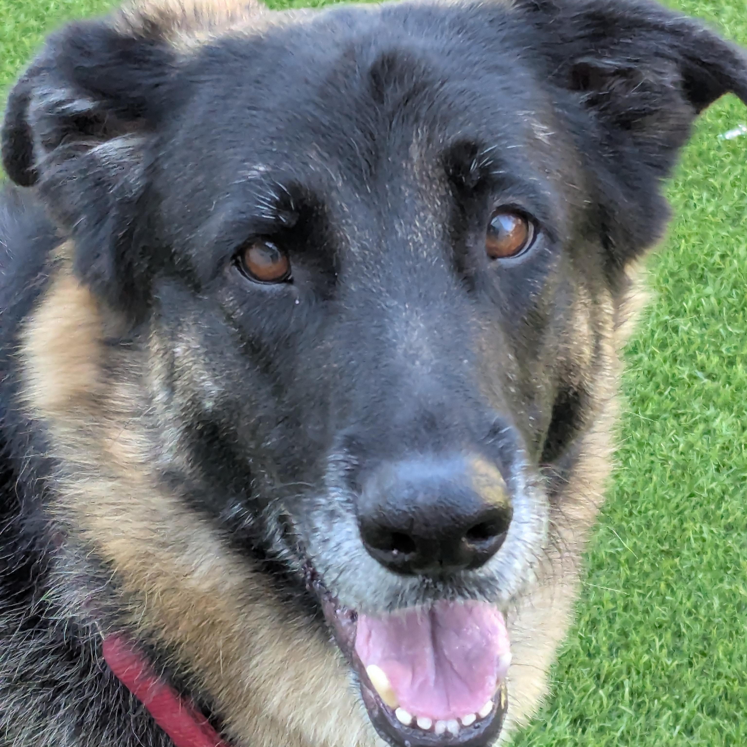 Enlarge Hansel, a ADOPTABLE mixed breed in Goleta, CA image 1/6