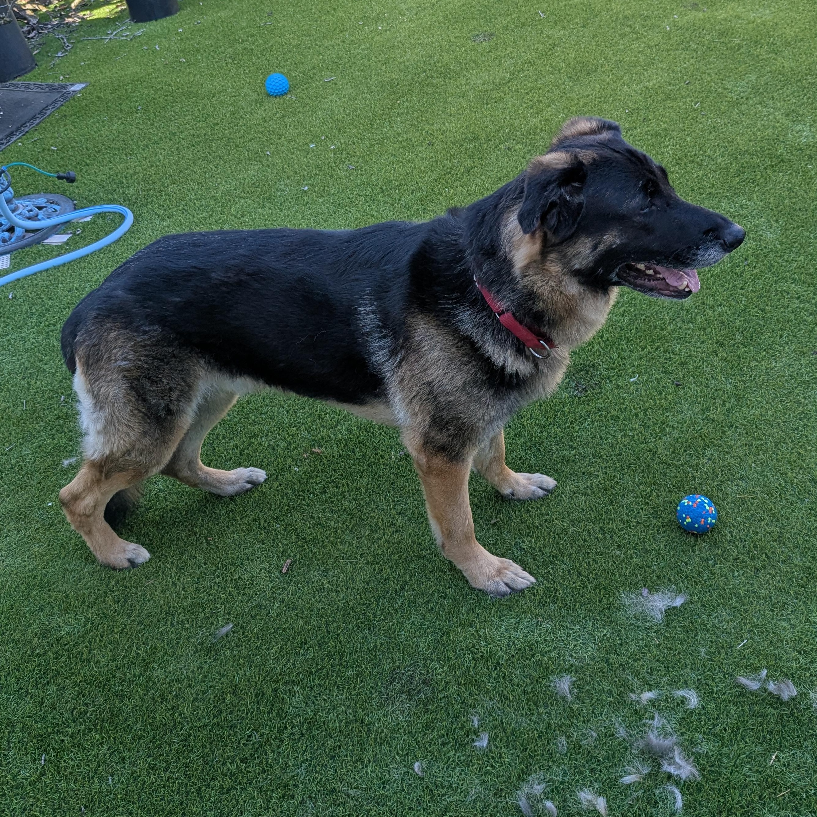 Enlarge Hansel, a ADOPTABLE mixed breed in Goleta, CA image 3/6