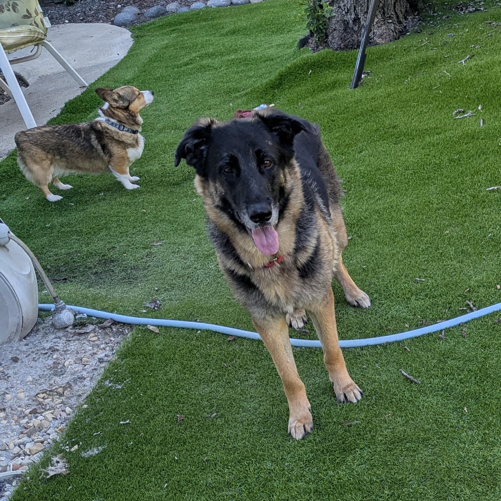 Enlarge Hansel, a ADOPTABLE mixed breed in Goleta, CA image 6/6