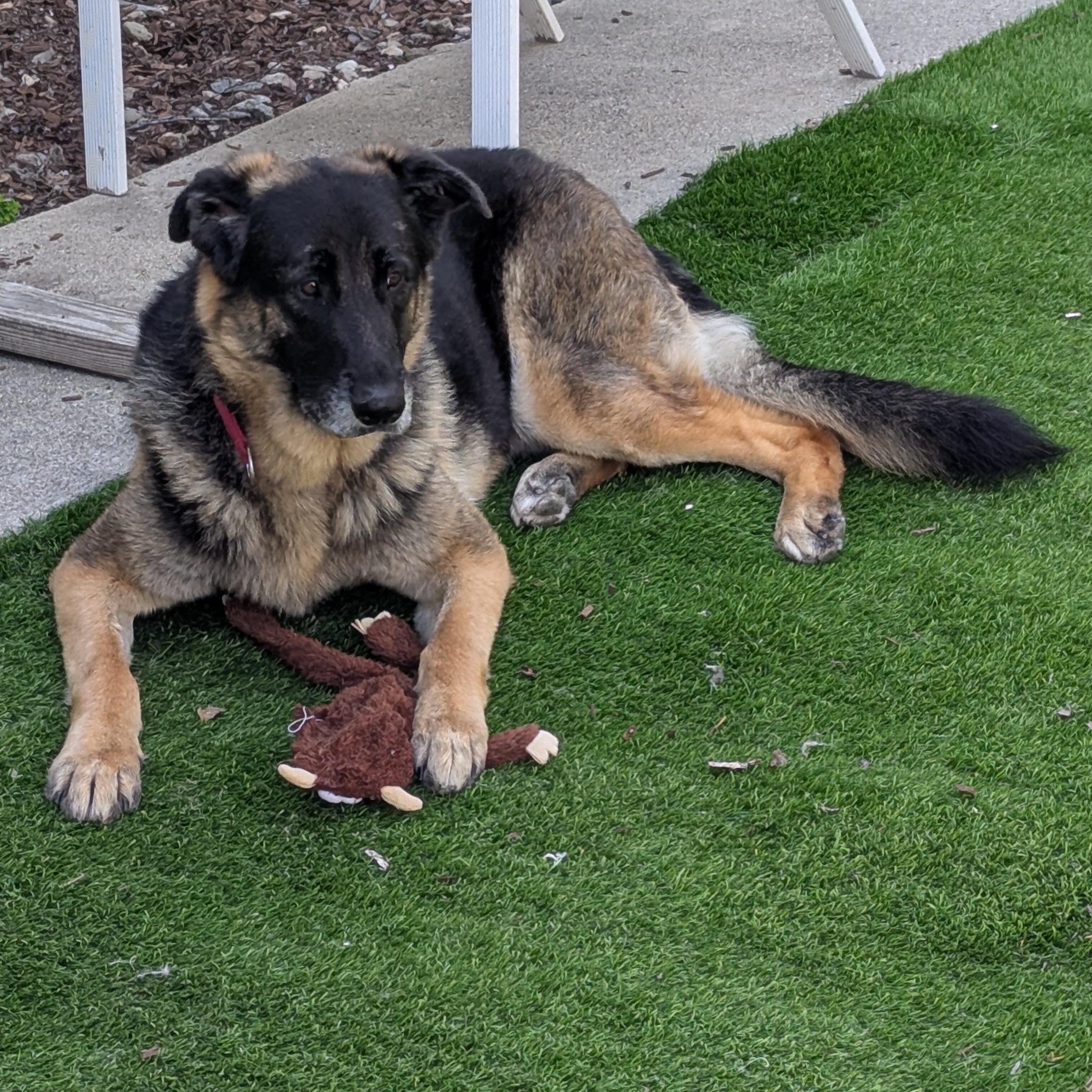 Enlarge Hansel, a ADOPTABLE mixed breed in Goleta, CA image 2/6