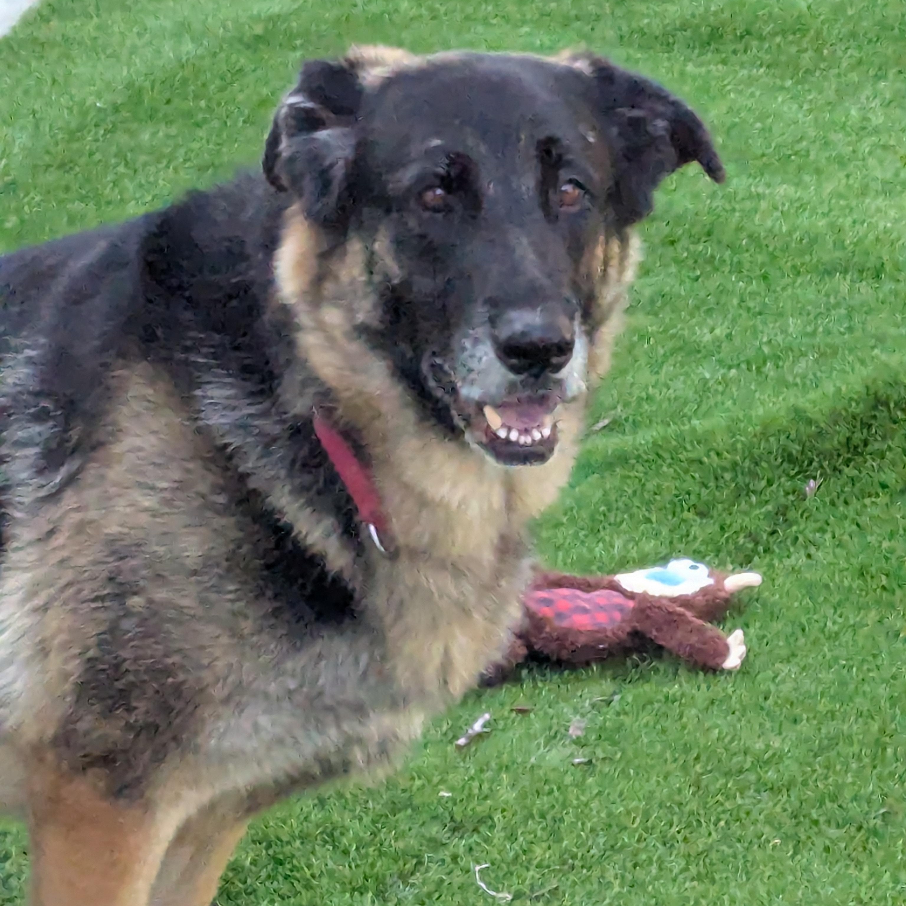 Enlarge Hansel, a ADOPTABLE mixed breed in Goleta, CA image 4/6