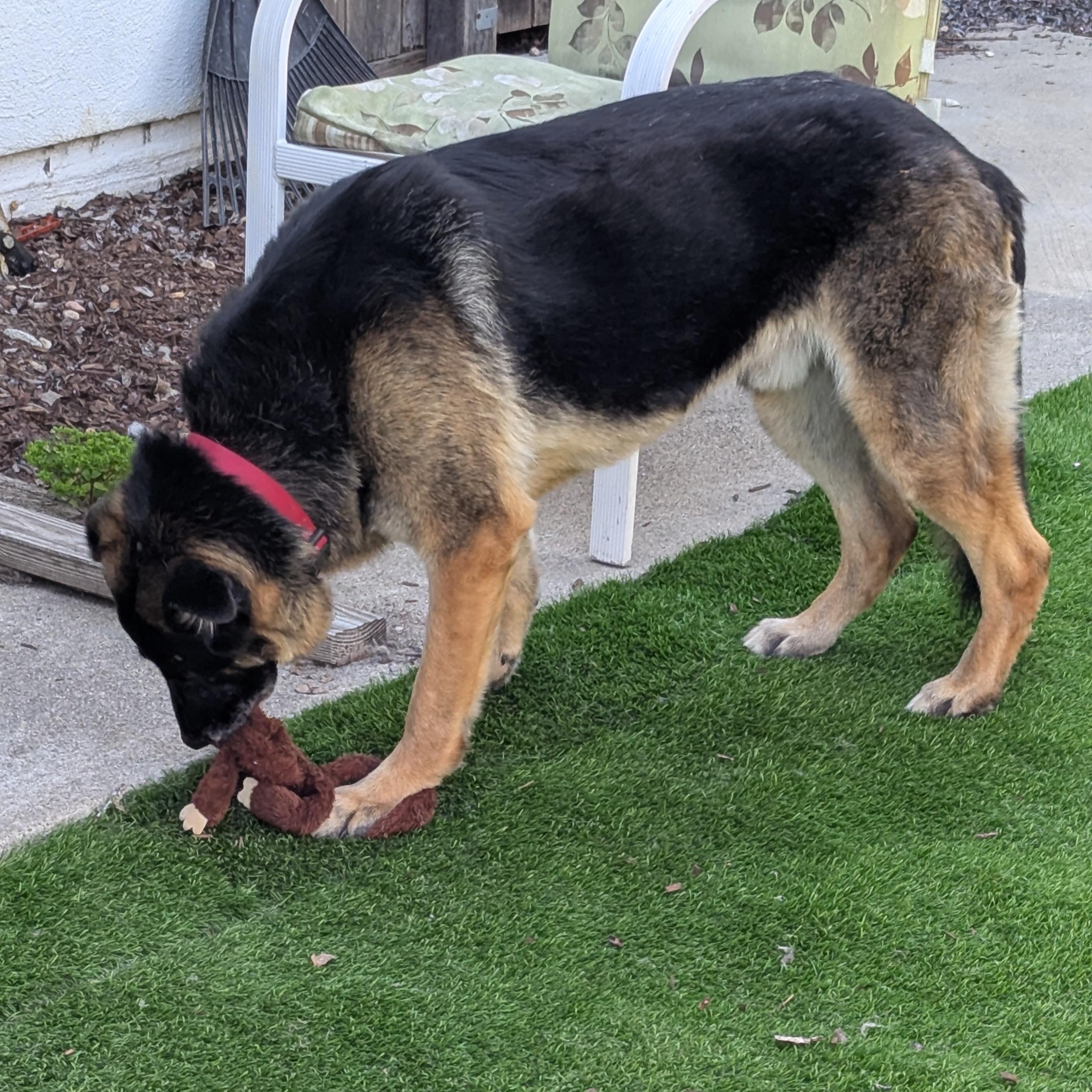 Enlarge Hansel, a ADOPTABLE mixed breed in Goleta, CA image 5/6
