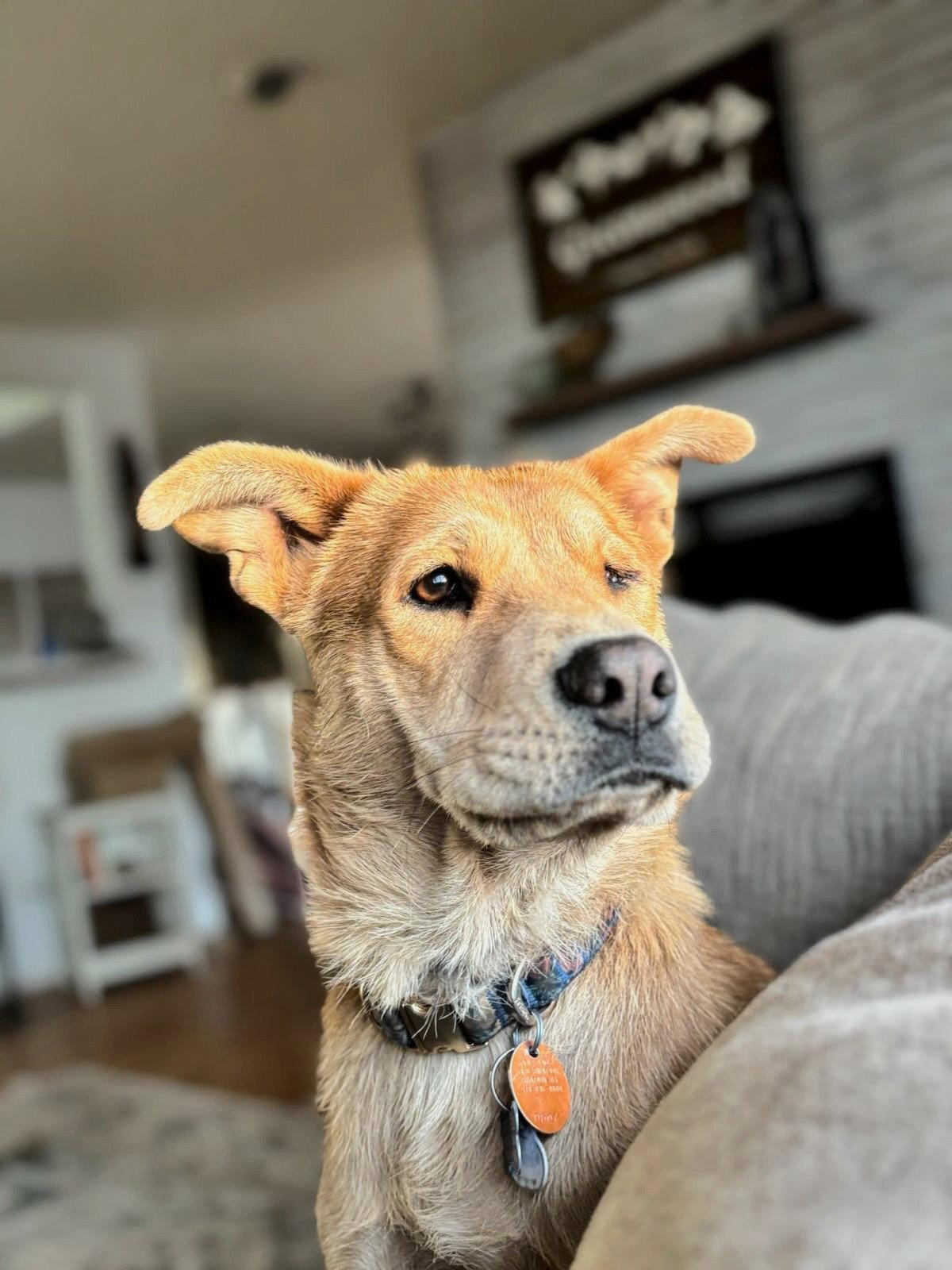 Enlarge Misty, a Adoptable Chow Chow in Winter Park, CO image 2/3