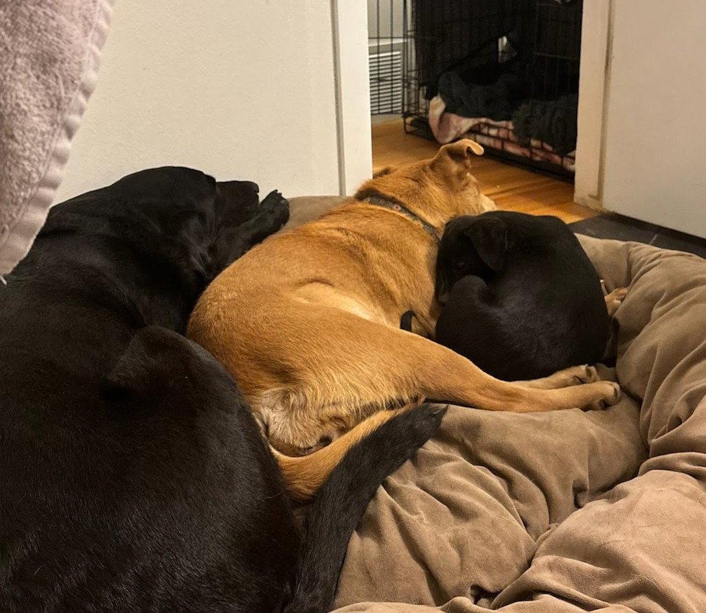 Enlarge Misty, a Adoptable Chow Chow in Winter Park, CO image 3/3