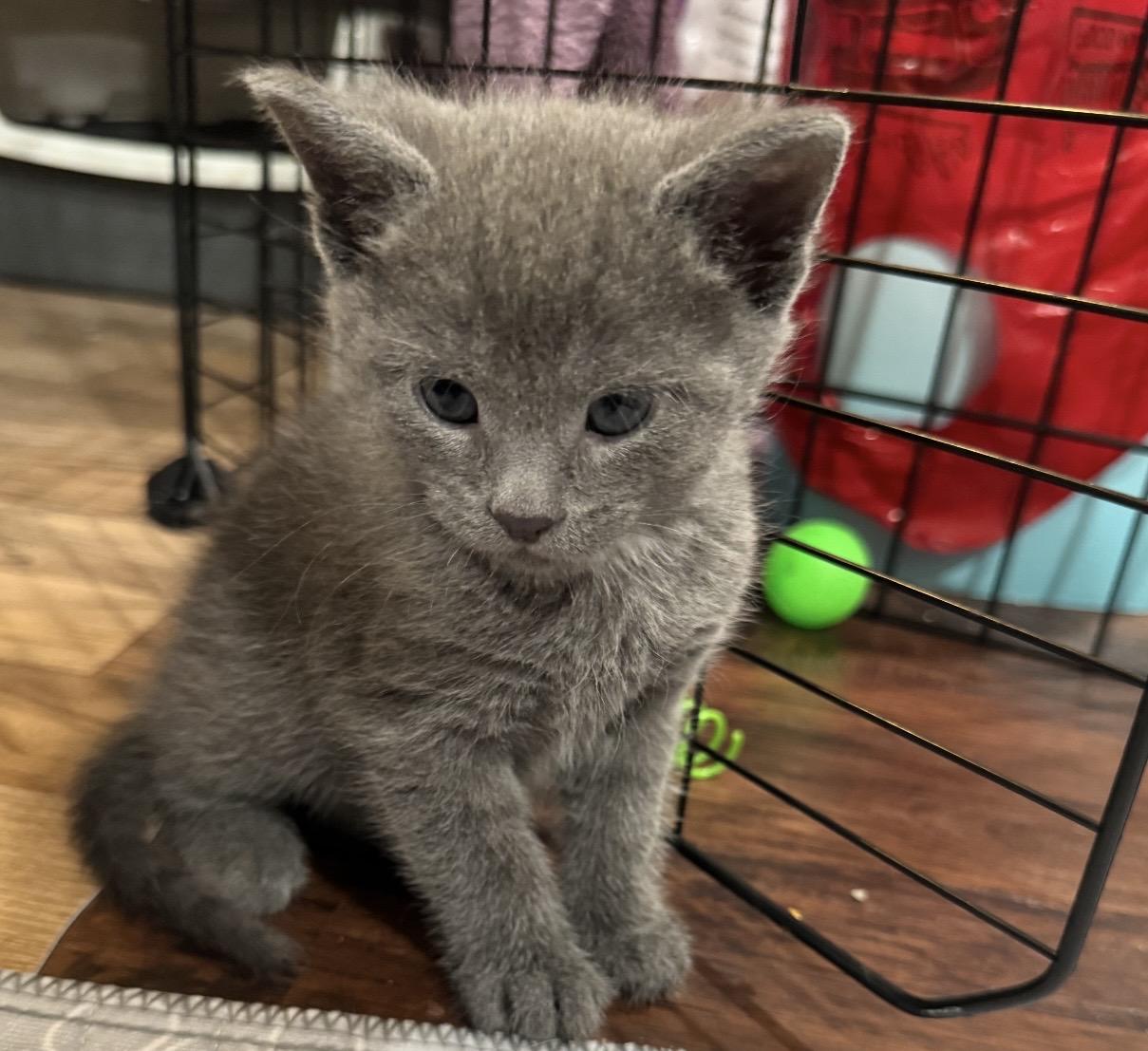 Enlarge Hans, a ADOPTABLE Domestic Short Hair in Port Washington, WI image 1/1