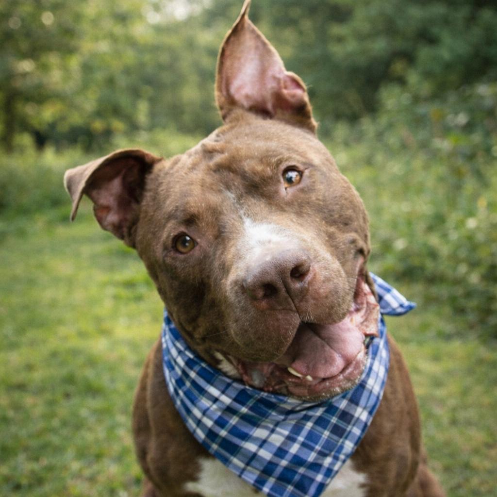 Bear — thumbnail 5