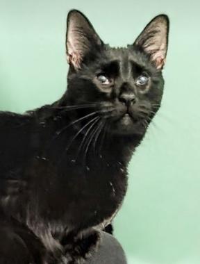 Enlarge Tod, an adoptable Domestic Short Hair in Fair Oaks, CA image 1/2