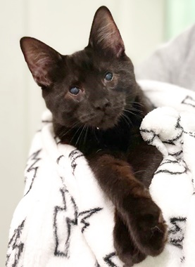 Enlarge Tod, an adoptable Domestic Short Hair in Fair Oaks, CA image 2/2