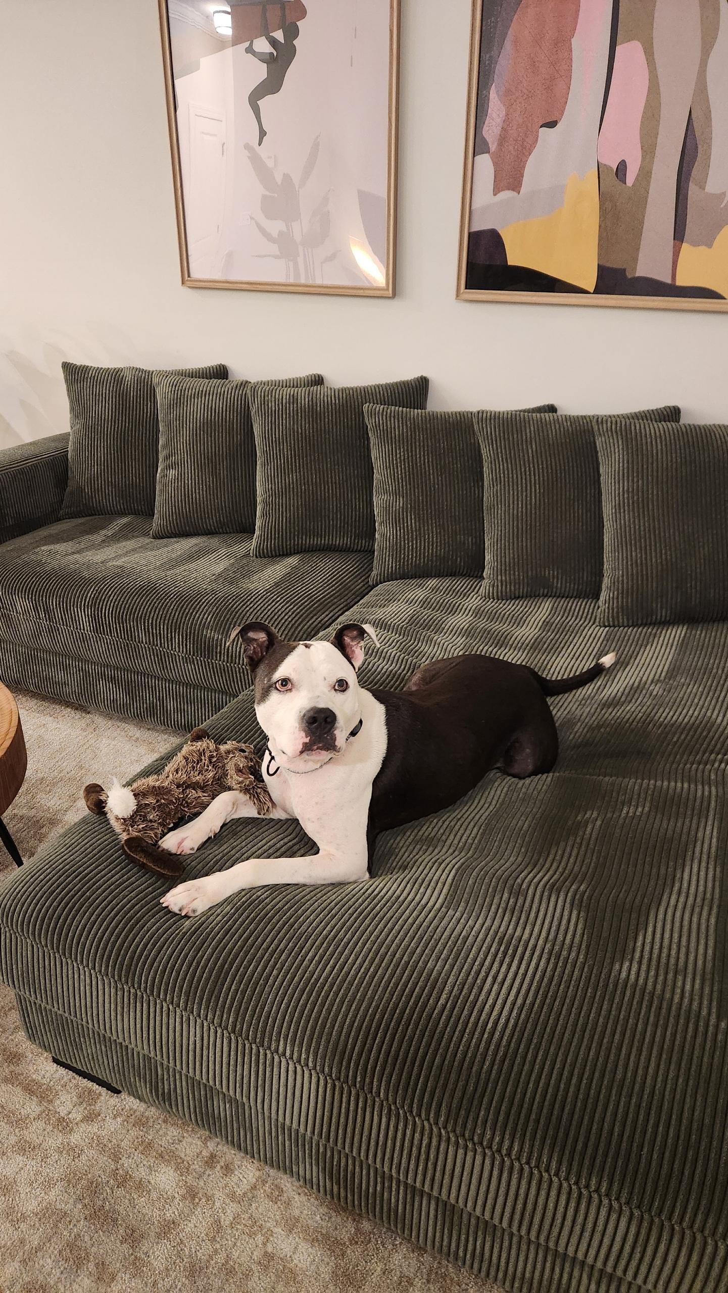 Enlarge Moo Moo, a Adoptable mixed breed in Wilmington, NC image 1/6