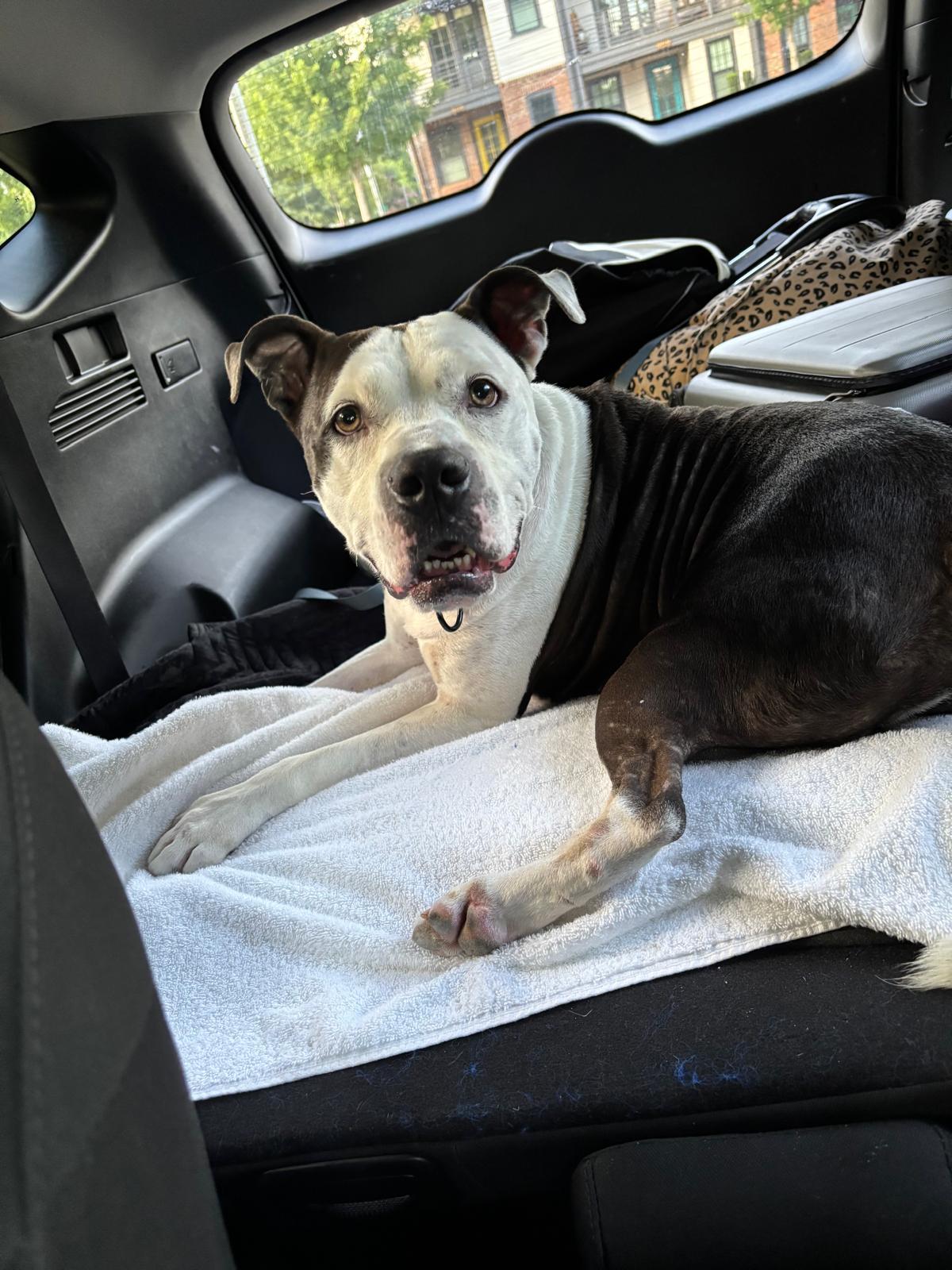 Enlarge Moo Moo, a Adoptable mixed breed in Wilmington, NC image 3/6