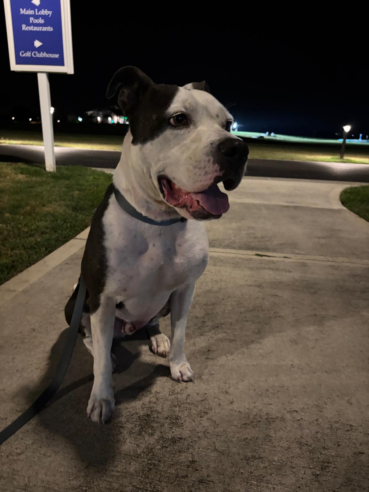 Enlarge Moo Moo, a Adoptable mixed breed in Wilmington, NC image 4/6