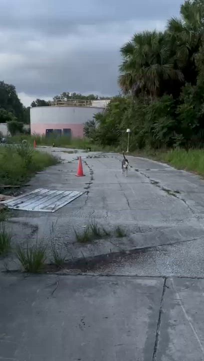 Enlarge Moo Moo, a Adoptable mixed breed in Wilmington, NC video 6/6