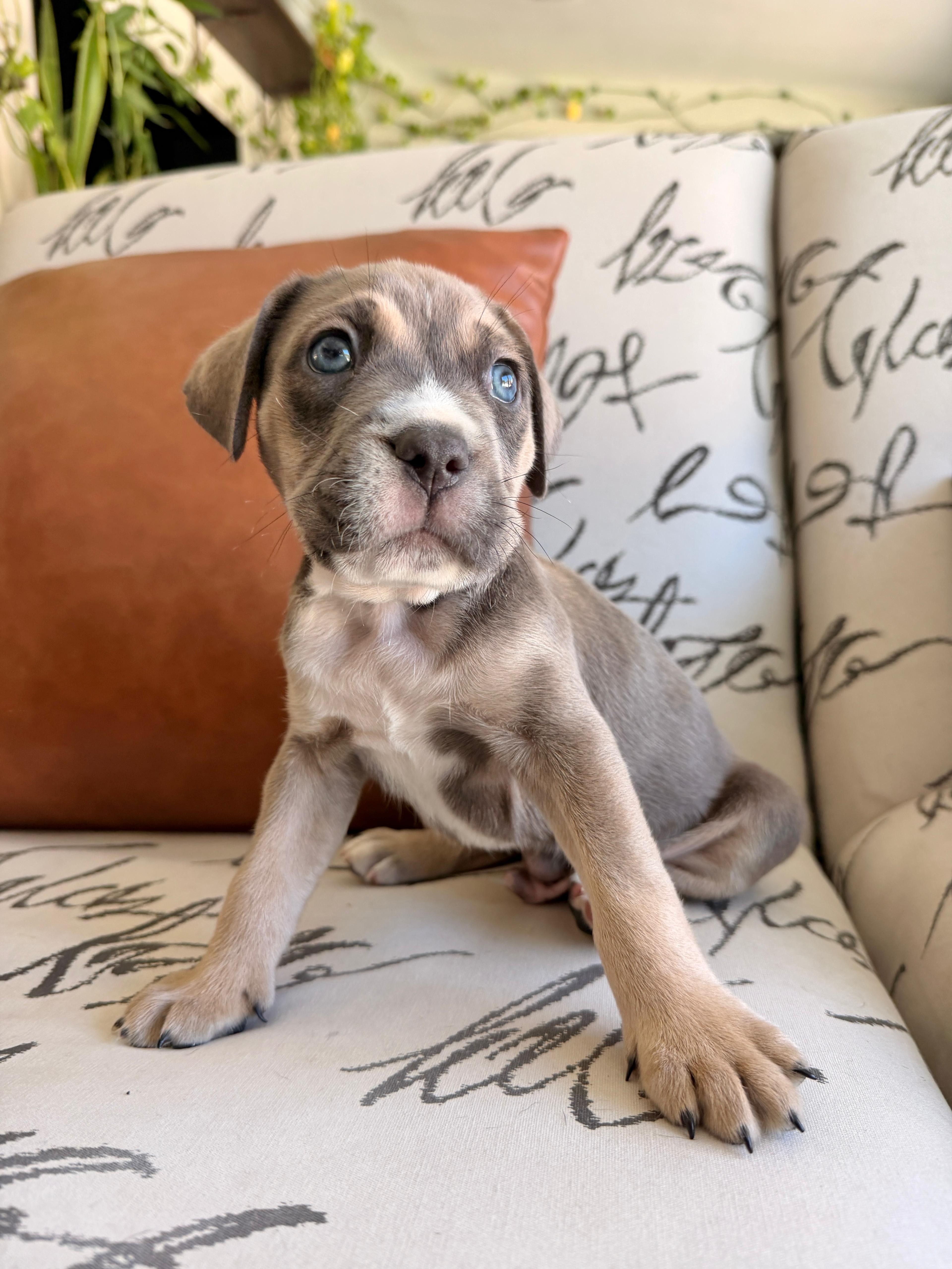 Enlarge Flynn, a ADOPTABLE mixed breed in Sunrise, FL image 2/5