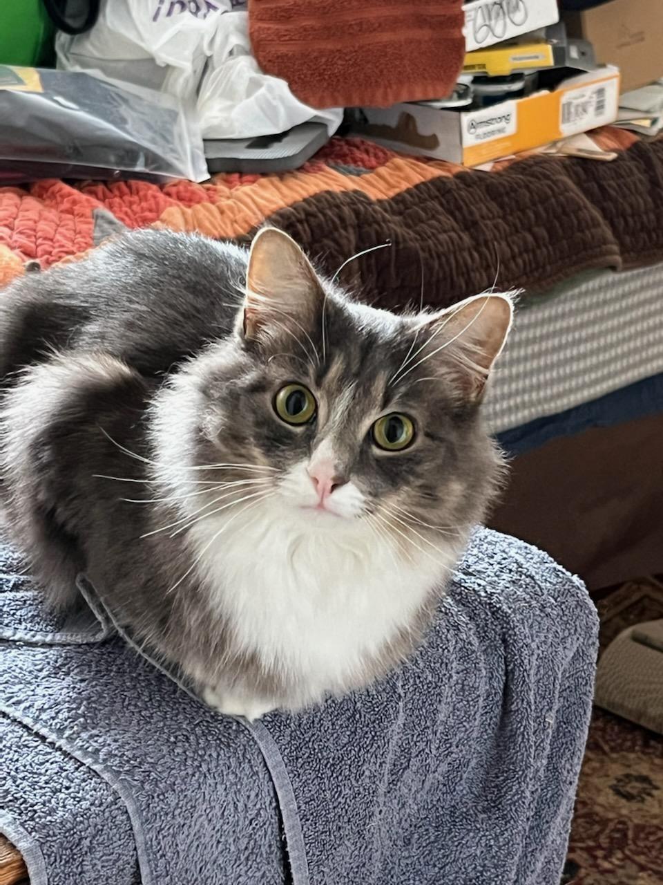 Enlarge Biscuit , a ADOPTABLE Domestic Long Hair in Asheville, NC image 2/4