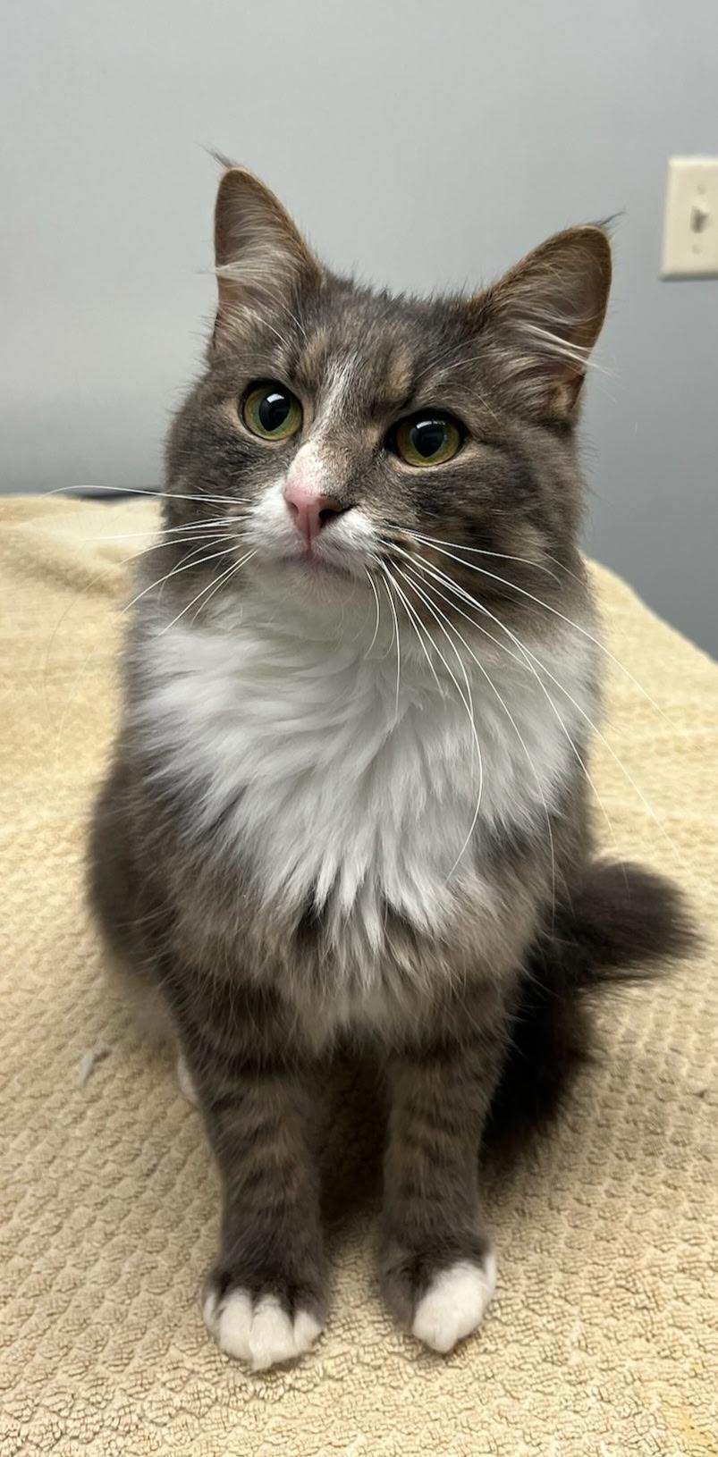 Enlarge Biscuit , a ADOPTABLE Domestic Long Hair in Asheville, NC image 4/4