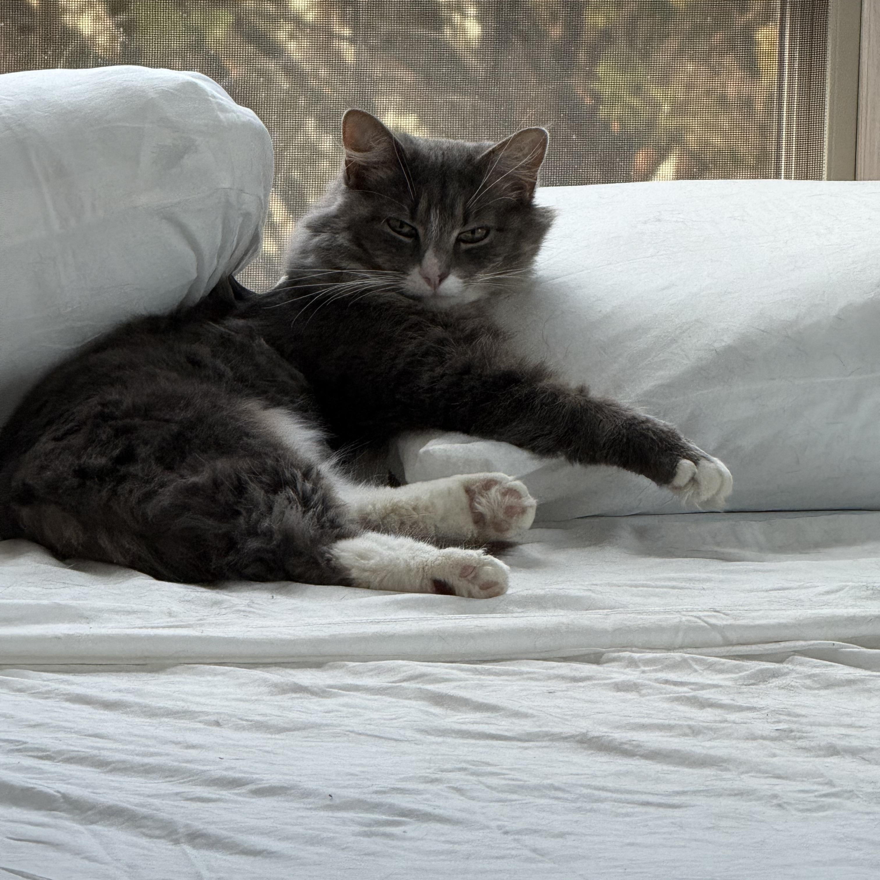 Biscuit , ADOPTABLE, Adult Male Domestic Long Hair.