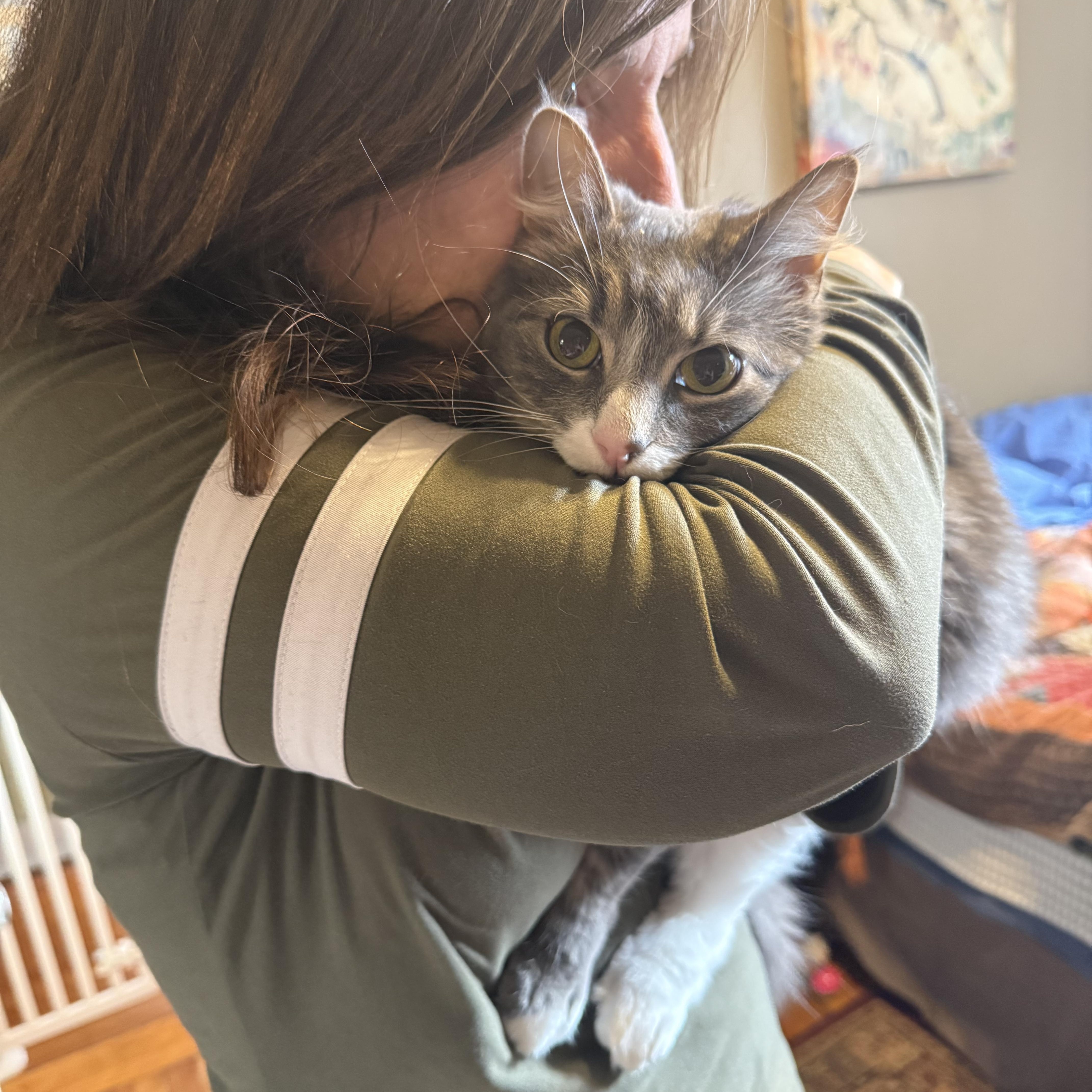 Enlarge Biscuit , a ADOPTABLE Domestic Long Hair in Asheville, NC image 3/4
