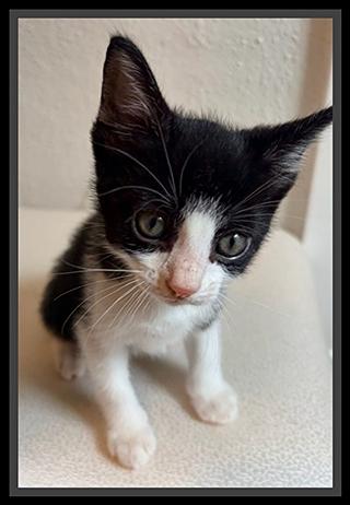 Enlarge HEDWIG, a Adoptable Domestic Short Hair in Peoria, IL image 1/1