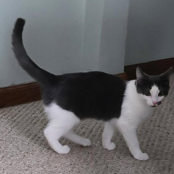 Enlarge  SWEETIE , a ADOPTABLE Domestic Short Hair in Westland, MI image 2/3