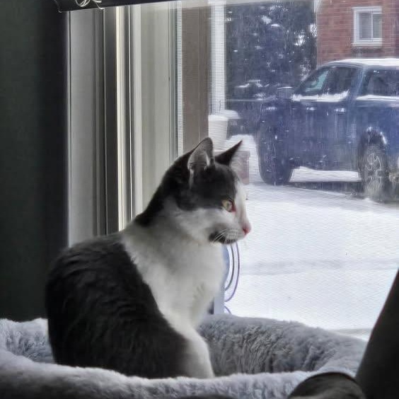 Enlarge  SWEETIE , a ADOPTABLE Domestic Short Hair in Westland, MI image 3/3