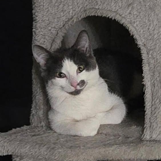 Enlarge  SWEETIE , a ADOPTABLE Domestic Short Hair in Westland, MI image 1/3
