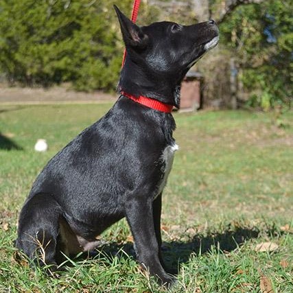 SCARLET (Loving, Sweet, Good With ALL ages, Friendly to Strangers, Smart)